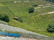 Fully, Destination Petite Arvine vous livre ses secrets - Slow Food Travel 